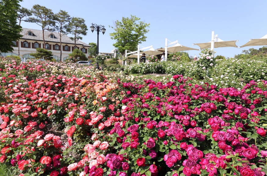 사본 -치즈테마파크 장미원_resize.jpg