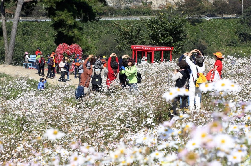 사본 -[기획보도]정읍의 가을은 축제의 계절!(구절초 꽃축제) (1).jpg