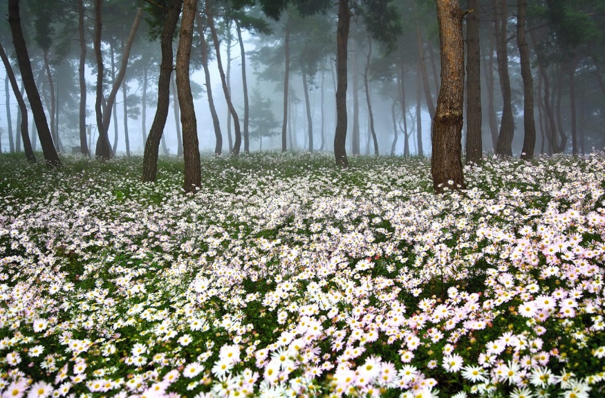 사본 -[기획보도]정읍의 가을은 축제의 계절!(구절초 꽃축제) (8).jpg