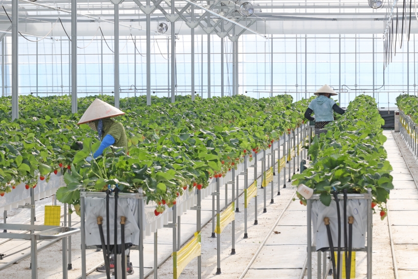 사본 - 딸기 스마트팜 외국인 근로자 계절근로자.jpg