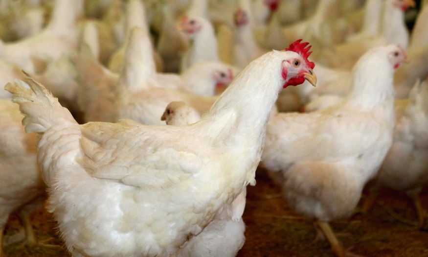 하림 종계농장.JPG